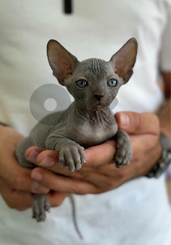 Sweet Sphynx imported kitten available in store and delivery