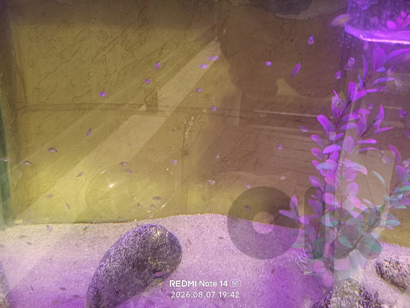 cichlid zebra parrot