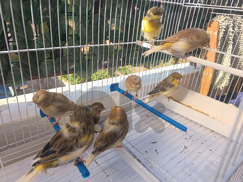 Canary Birds for sale last price