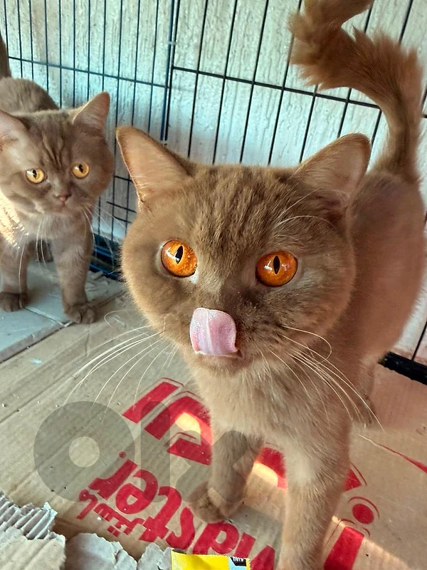 Cinammon cats Female and Male mountjin PURE