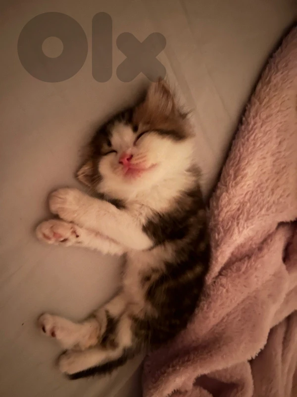 femela cat