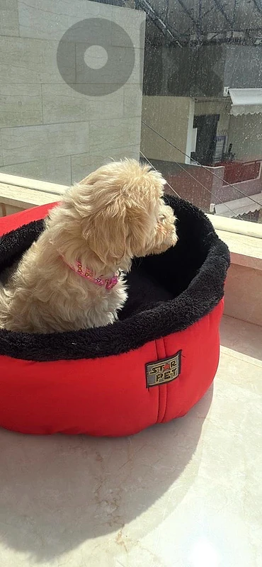 maltipoo 4 months
