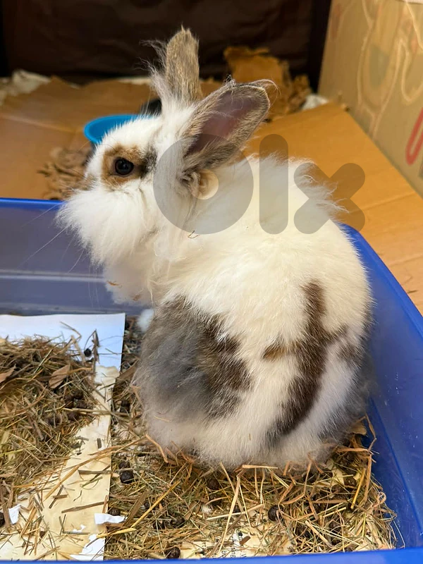 Cute Bunny