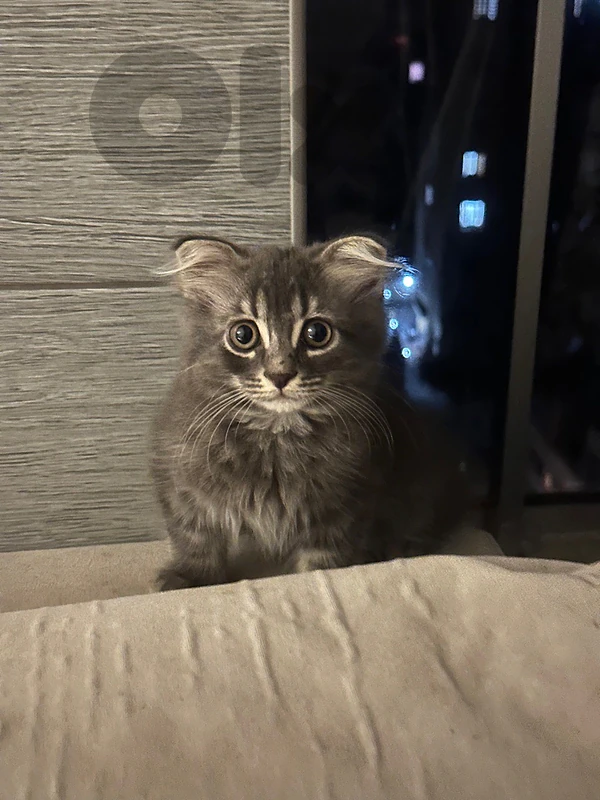 scottch fold kittens for sale