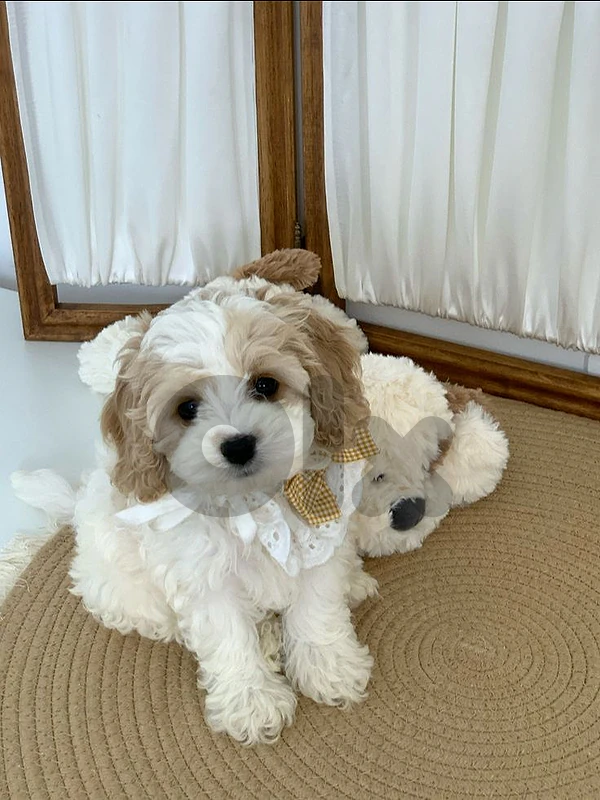 🐶 CAVAPOO PUPPY – THE PERFECT LITTLE COMPANION! 🐶