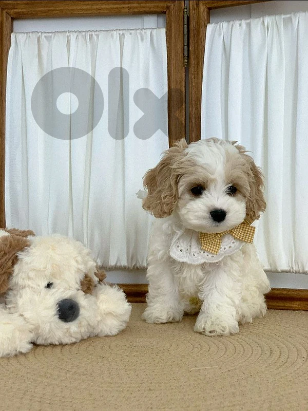 CAVAPOO PUPPY – ADORABLE, LOVING & READY FOR A NEW HOME! 🐾