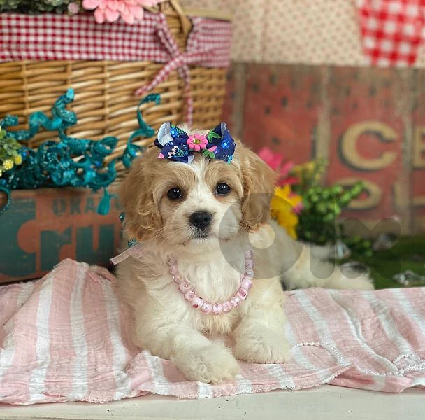 YOUR NEXT BEST FRIEND HAS ARRIVED! — CAVAPOO PUPPY 🤍