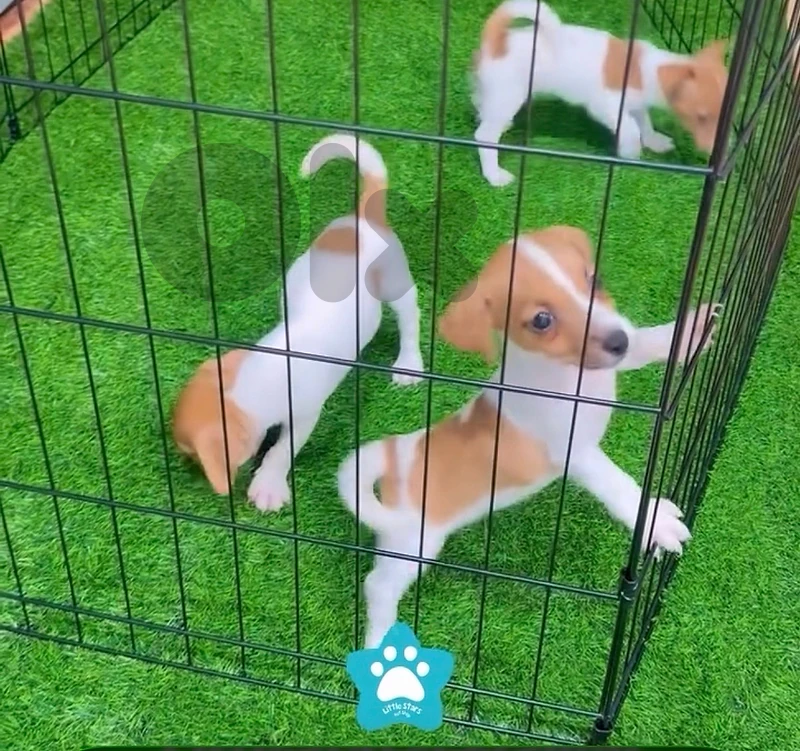 Small Jack Russel puppies available in store & delivery كلب