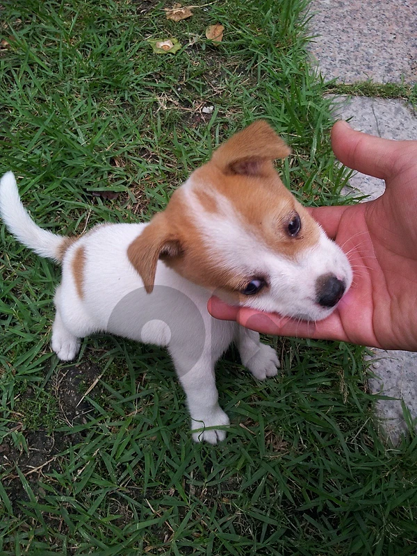 Adorable Jack Russel puppies AVAILABLE!!