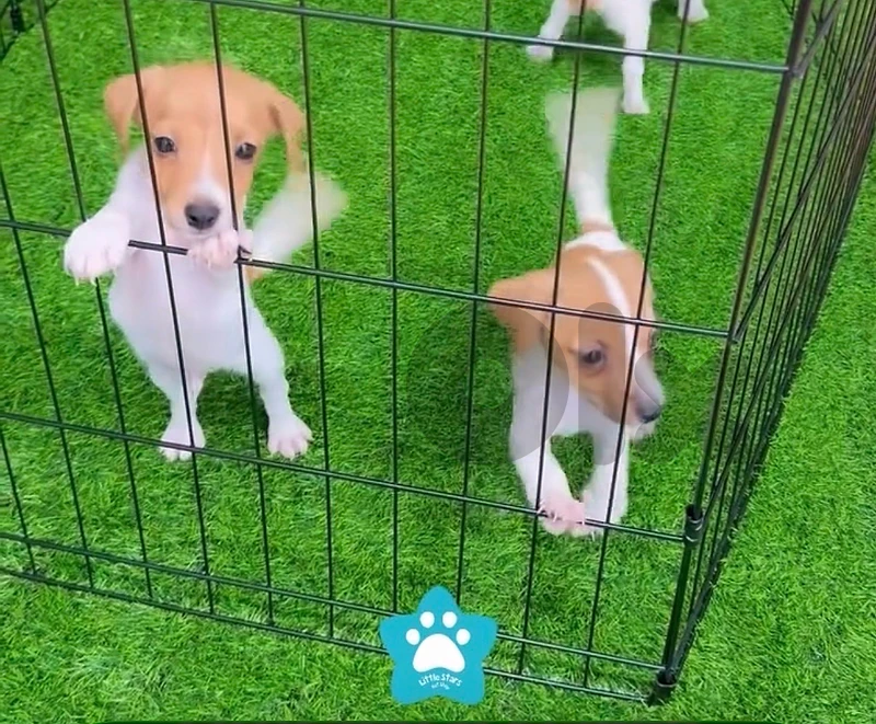 Tiny Jack Russel puppies AVAILABLE NOW in store & delivery كلاب