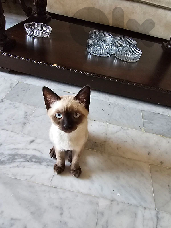 siamese cat kitten