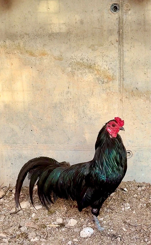 ججوز سومترا اندونيسي