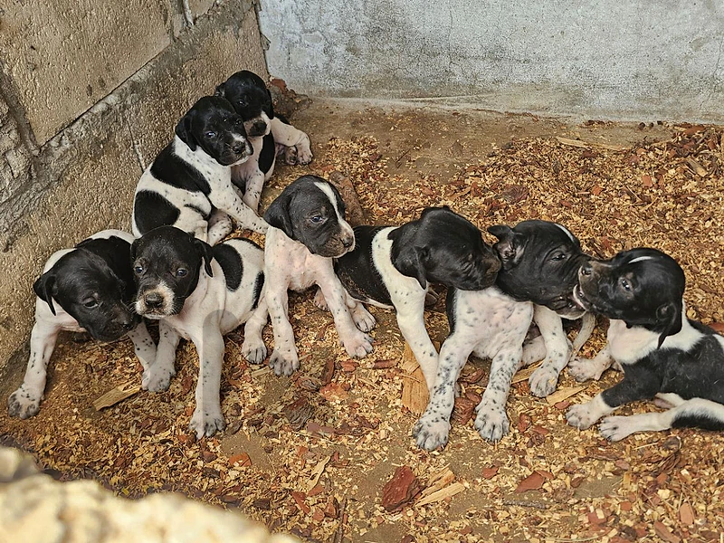 english pointer