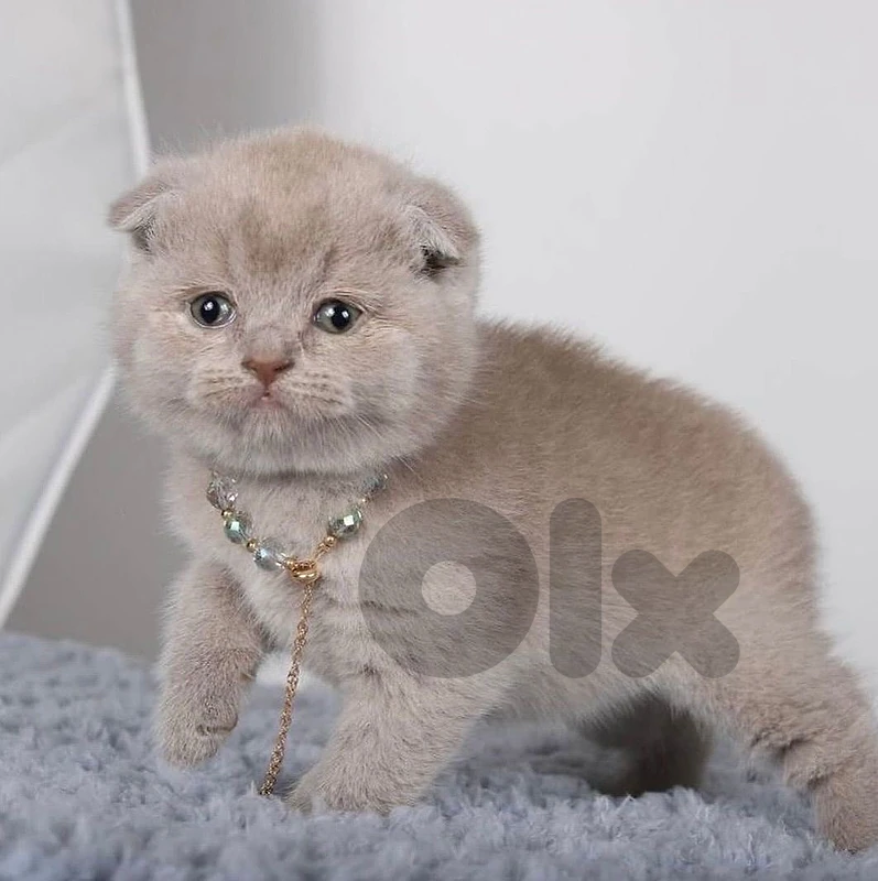 Scottish fold kittens lilac very rare