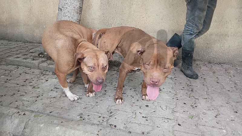 pitbull