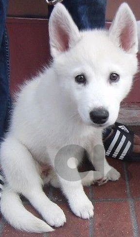 husky puppirs