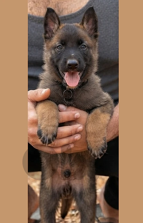 (German shepherd X Malinois) موجود جرو هجين للحراسة من أصل سوبر شرس