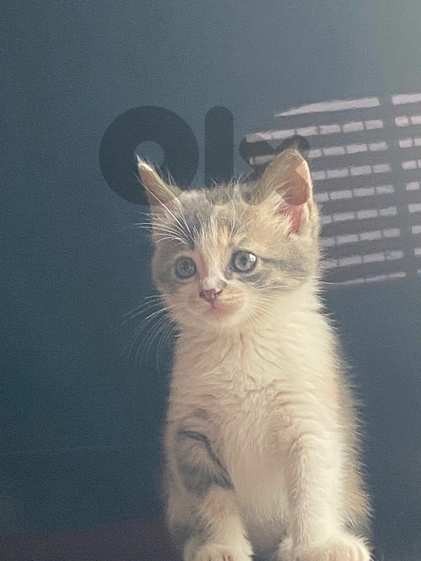 name: rose