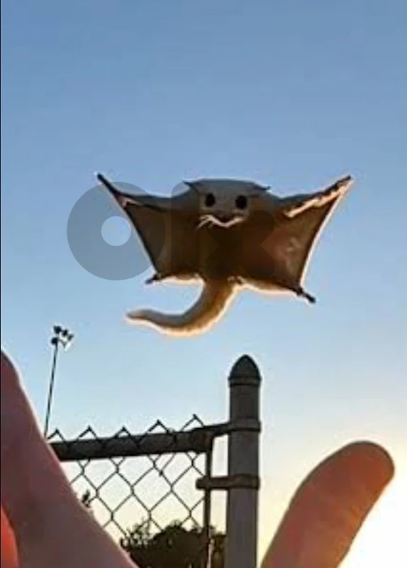 sugar glider
