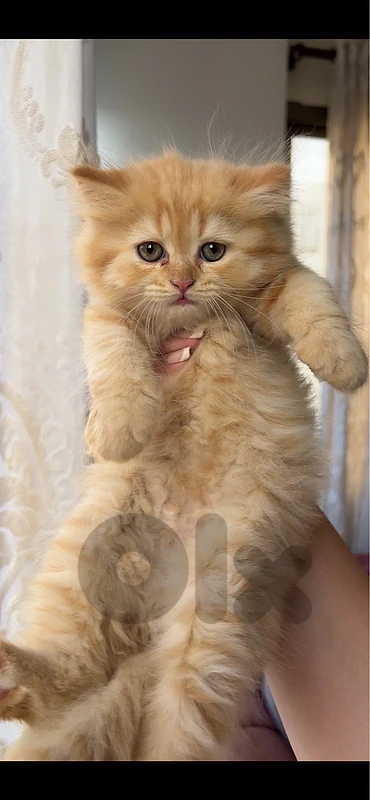 pure persion kittens