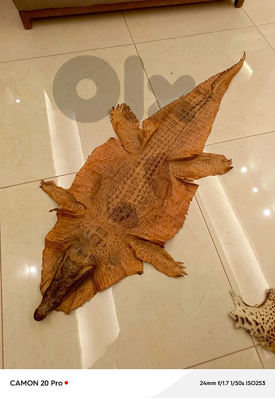 crocodile carpet....جلد تمساح