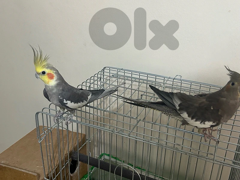 birds (karawan)
