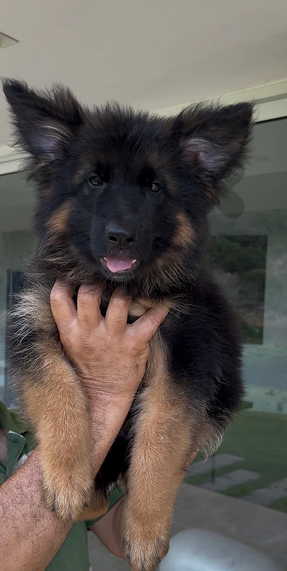 extreme quality !!!!! german shepherd puppies
