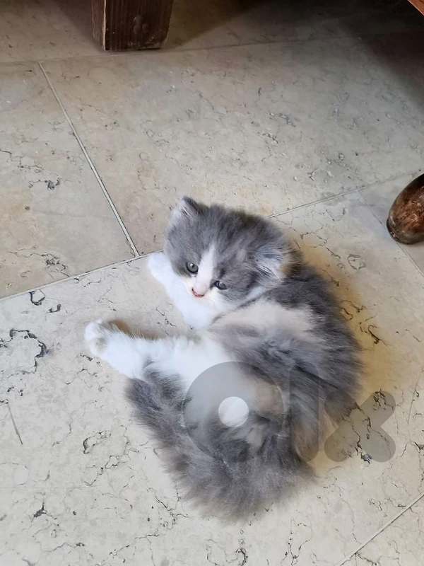 MIX BRITISH AND PERSIAN KITTEN CATS