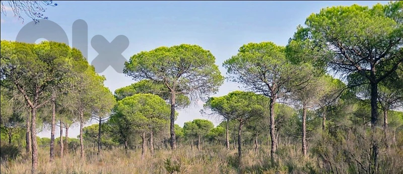 Khenchara Land - pines