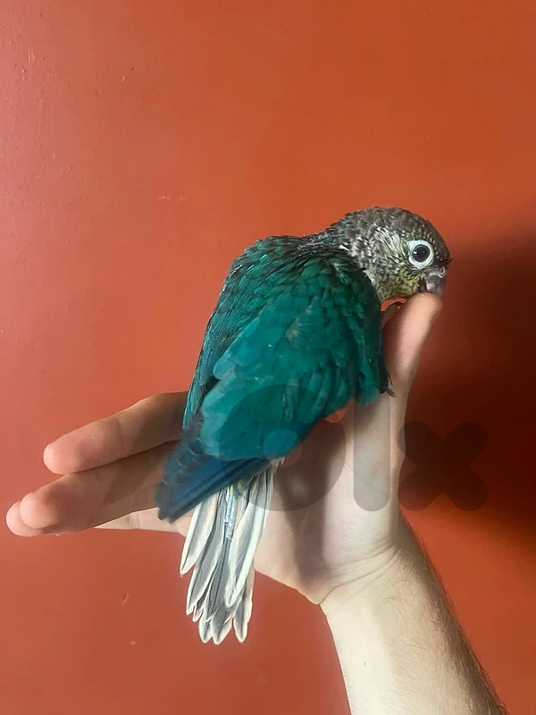 cokatail and conure turquoise and sunconure for sale