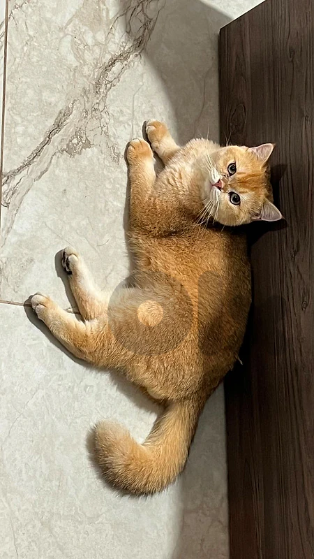 golden chanshilla ny 12 male 11 month