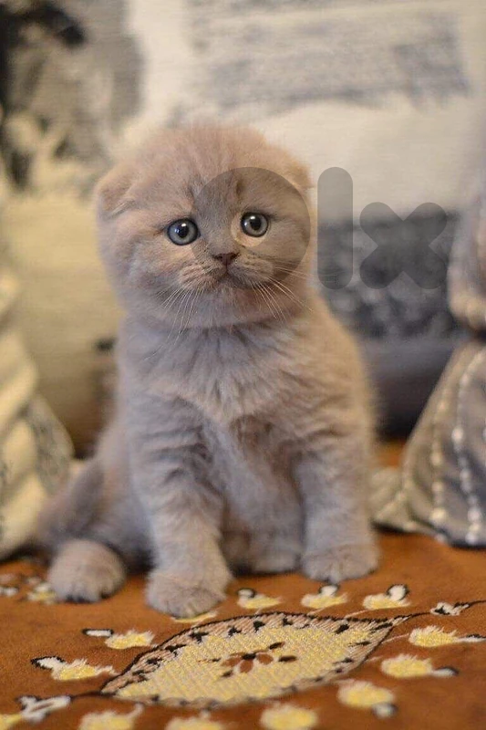 Scottish fold kittens lilac very rare