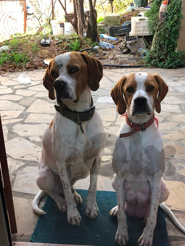 Pointers puppies for sale