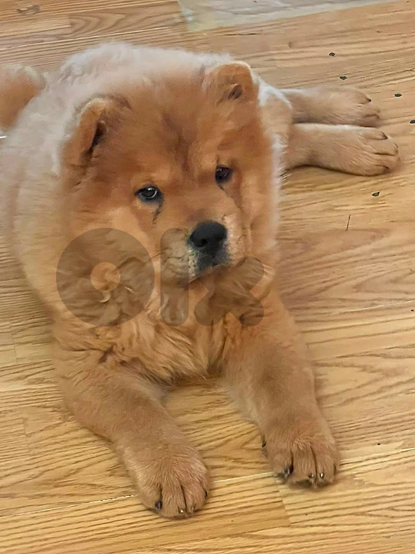 female chow chow puppy