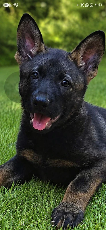 Puppies German shepherd  working sable