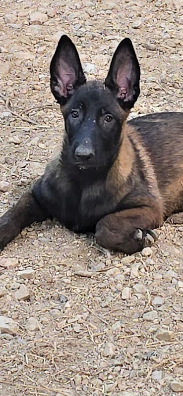 Puppies Malinois