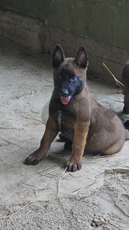 Puppies Malinois