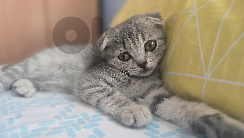 Scottish Kitten