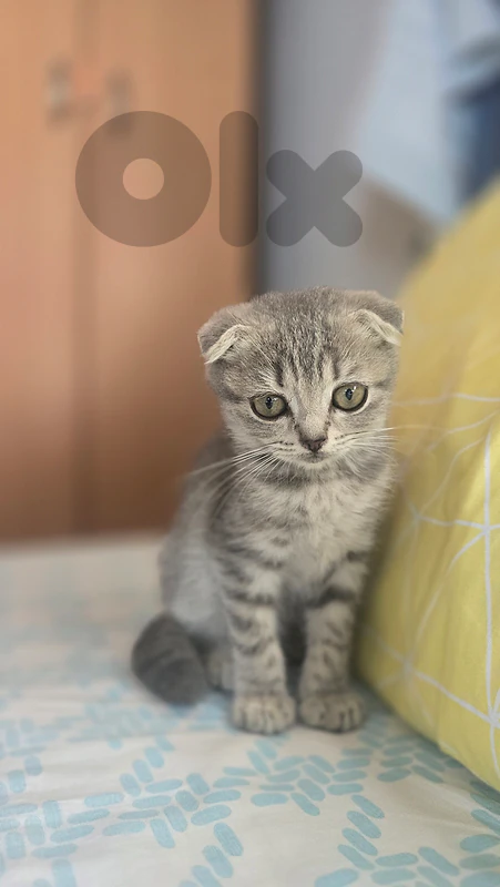 Scottish Kitten