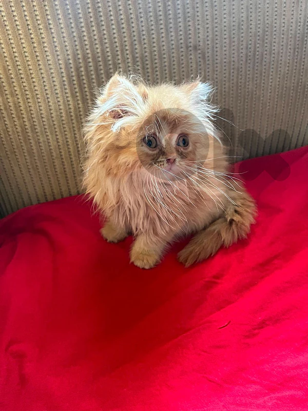 kitten