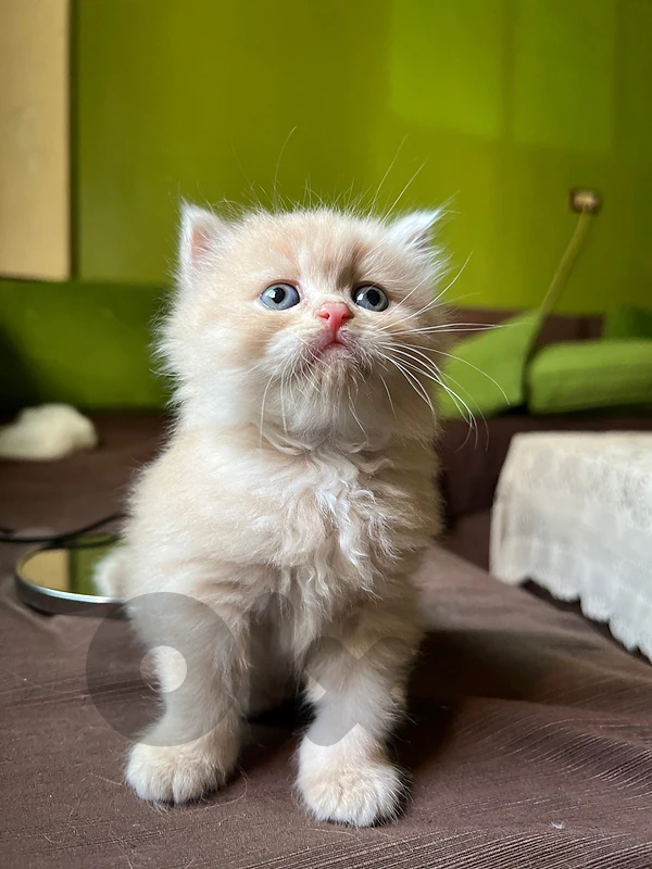 kittens بسينات