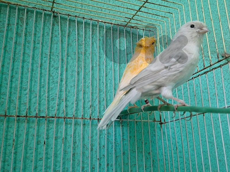 العبدة