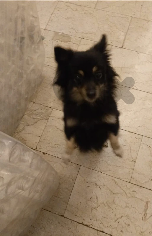 Pomeranian dog