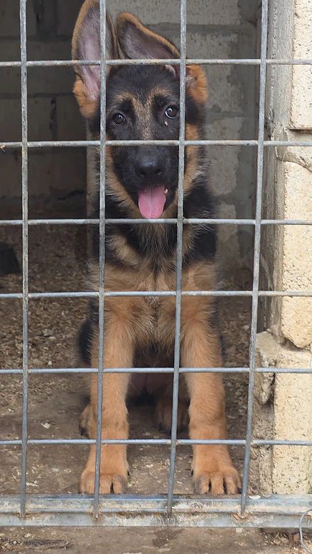 German shepherd