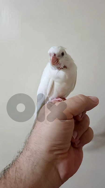 كروان البينو و كويكر اخضر سوبر ترويض و مميز و كاكاريكي مروض مميز للبيع
