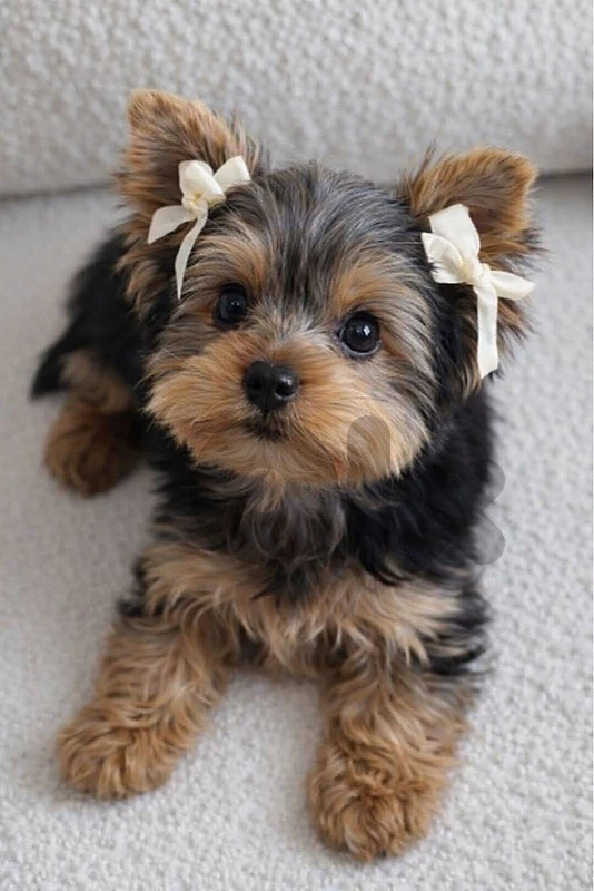 Yorkshire Terrier Yorkie Imported