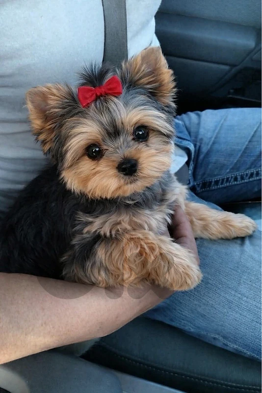 Teacup Imported Yorkshire puppy Yorkie