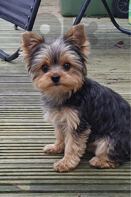 Yorkie Teacup yorkshire terrier imported