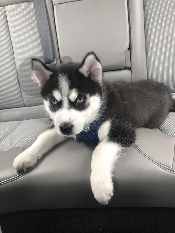 Husky puppy blue eyes