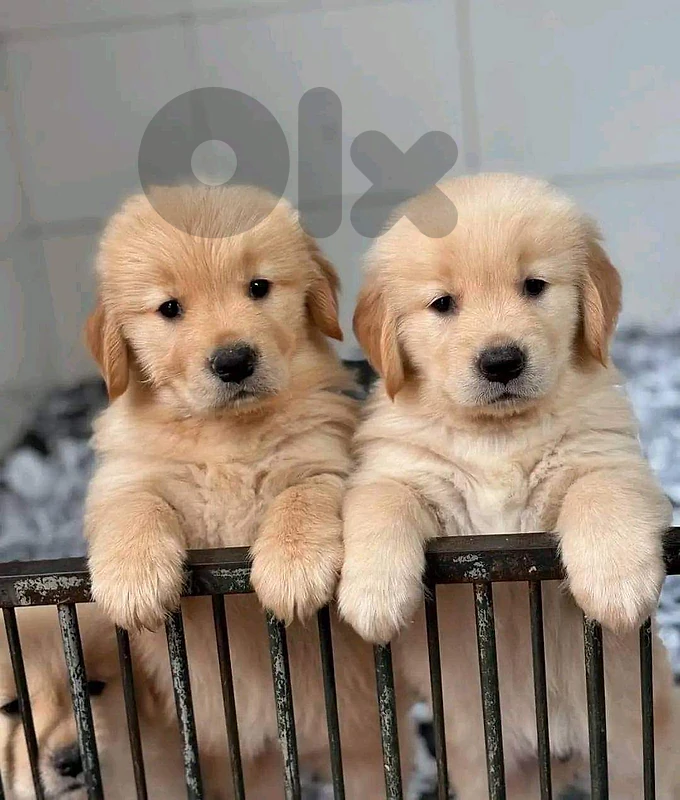 Golden Retriever cream